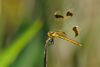 	A4830	 Vka podhorn (Sympetrum pedemontanum)