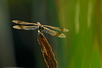 	A4862	 Vka podhorn (Sympetrum pedemontanum)