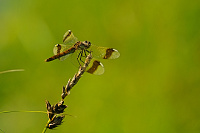 	A4934	 Vka podhorn (Sympetrum pedemontanum)