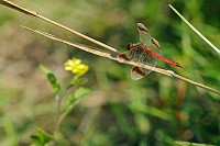 	A7390	 Vka podhorn (Sympetrum pedemontanum)