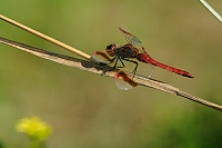 	A7393	 Vka podhorn (Sympetrum pedemontanum)