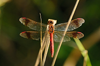 	A7560	 Vka podhorn (Sympetrum pedemontanum)