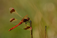 c10189 Vka podhorn (Sympetrum pedemontanum)