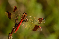 c10308 Vka podhorn (Sympetrum pedemontanum)