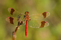 c10402 Vka podhorn (Sympetrum pedemontanum)