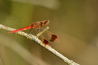 c10432 Vka podhorn (Sympetrum pedemontanum)