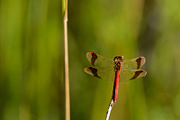 d2325. Vka podhorn (Sympetrum pedemontanum)