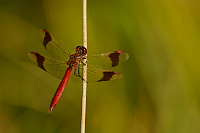 d2442. Vka podhorn (Sympetrum pedemontanum)