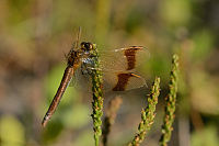 d2519. Vka podhorn (Sympetrum pedemontanum)