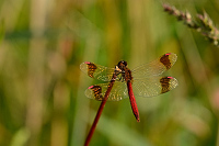 d2521. Vka podhorn (Sympetrum pedemontanum)