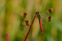 d2554. Vka podhorn (Sympetrum pedemontanum)