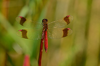 d2556. Vka podhorn (Sympetrum pedemontanum)