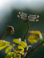 d2674. Vka podhorn (Sympetrum pedemontanum)