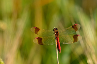 d2695. Vka podhorn (Sympetrum pedemontanum)