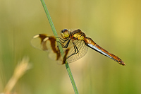 d2776. Vka podhorn (Sympetrum pedemontanum)