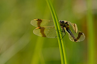 d2798. Vka podhorn (Sympetrum pedemontanum)