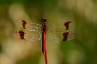 e4143. Vka podhorn (Sympetrum pedemontanum)