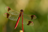 e4208. Vka podhorn (Sympetrum pedemontanum)