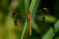 f3805. Vka podhorn (Sympetrum pedemontanum)