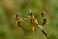 f3923. Vka podhorn (Sympetrum pedemontanum)