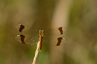 f4306. Vka podhorn (Sympetrum pedemontanum)