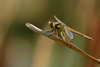 f4348. Vka podhorn (Sympetrum pedemontanum)