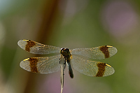 f4355. Vka podhorn (Sympetrum pedemontanum)