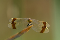 f4406. Vážka podhorní (Sympetrum pedemontanum)