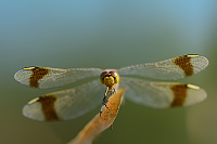 f4417. Vka podhorn (Sympetrum pedemontanum)