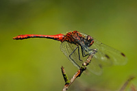 	7065.	 V�ka rud� (Sympetrum sanguineum)