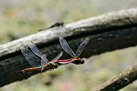 	8218.	 V�ka rud� (Sympetrum sanguineum)