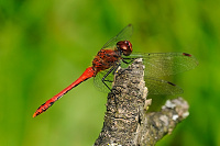 	8268.	 V�ka rud� (Sympetrum sanguineum)