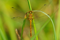 	A2723	 V�ka rud� (Sympetrum sanguineum)