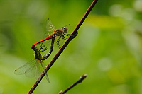 	A2896	 V�ka rud� (Sympetrum sanguineum)