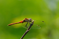 	A2909	 V�ka rud� (Sympetrum sanguineum)