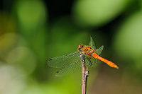 	A2921	 V�ka rud� (Sympetrum sanguineum)