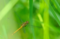 	A2994	 V�ka rud� (Sympetrum sanguineum)