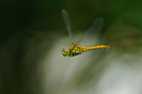 	A3002	 V�ka rud� (Sympetrum sanguineum)