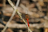 	A3102	 V�ka rud� (Sympetrum sanguineum)
