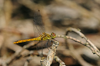 	A3115	 V�ka rud� (Sympetrum sanguineum)