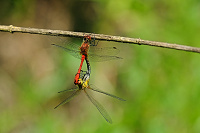 	A3126	 V�ka rud� (Sympetrum sanguineum)