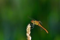 	A3262	 V�ka rud� (Sympetrum sanguineum)