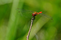 	A3500	 V�ka rud� (Sympetrum sanguineum)