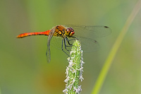 	A3982	 V�ka rud� (Sympetrum sanguineum)