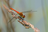 	A4002	 V�ka rud� (Sympetrum sanguineum)