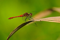 	A4532	 V�ka rud� (Sympetrum sanguineum)