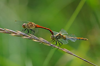 	A4567	 V�ka rud� (Sympetrum sanguineum)