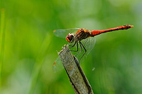 	A5879	 V�ka rud� (Sympetrum sanguineum)
