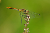 	A7135	 V�ka rud� (Sympetrum sanguineum)