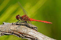 	A7162	 V�ka rud� (Sympetrum sanguineum)